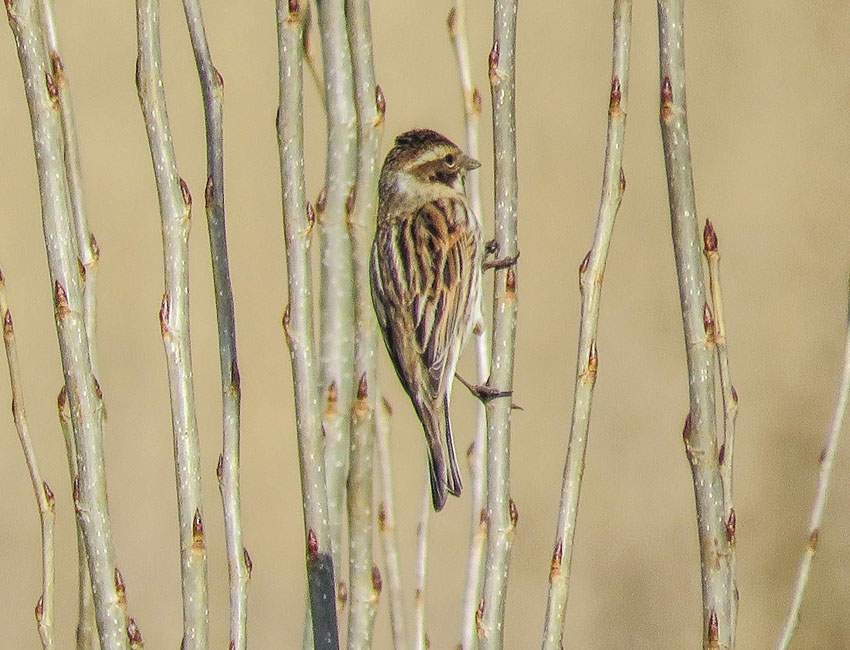 pajaro