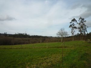 eia Campelo meson do vento